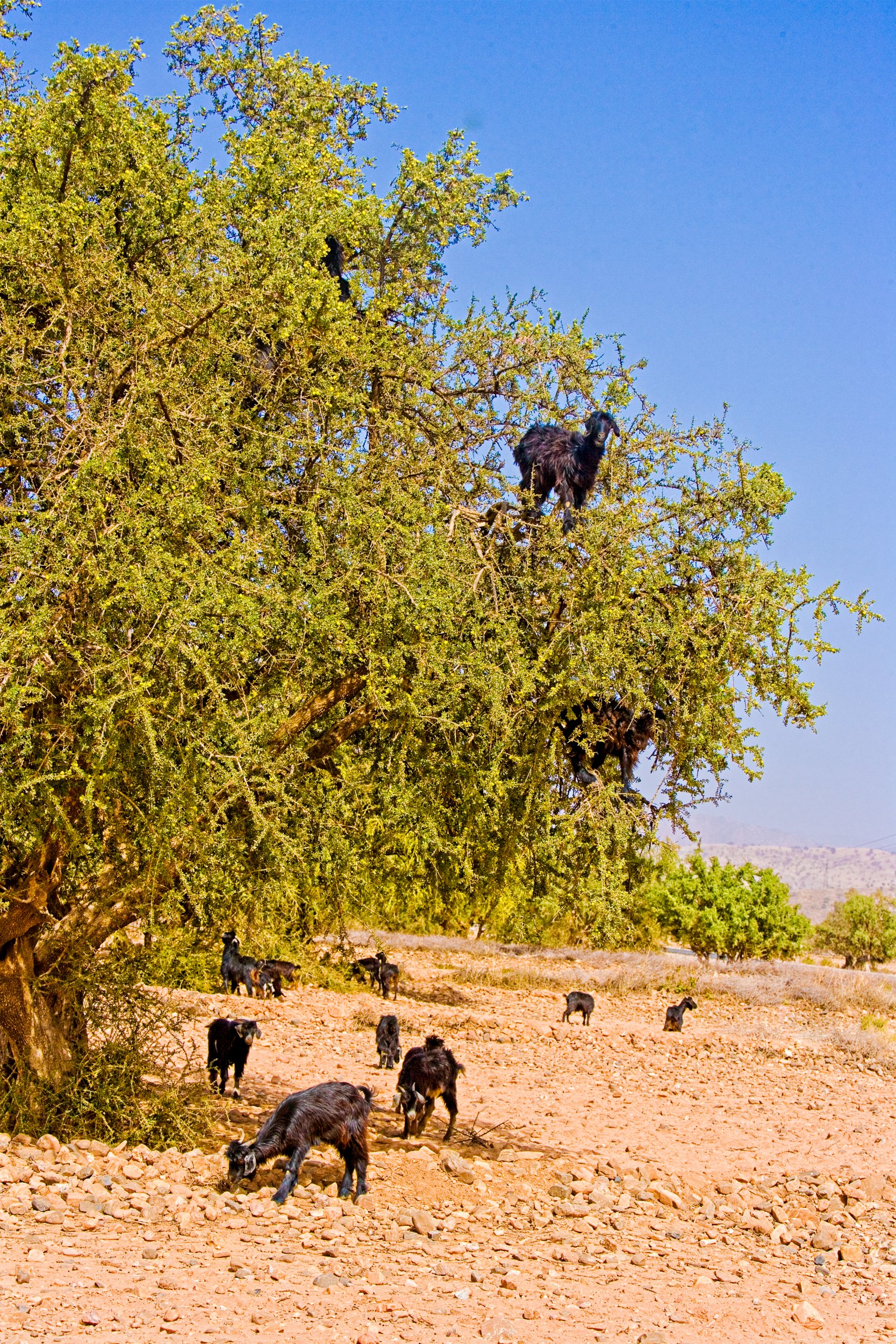 Morocco-JedShare-goats-H3N5933o