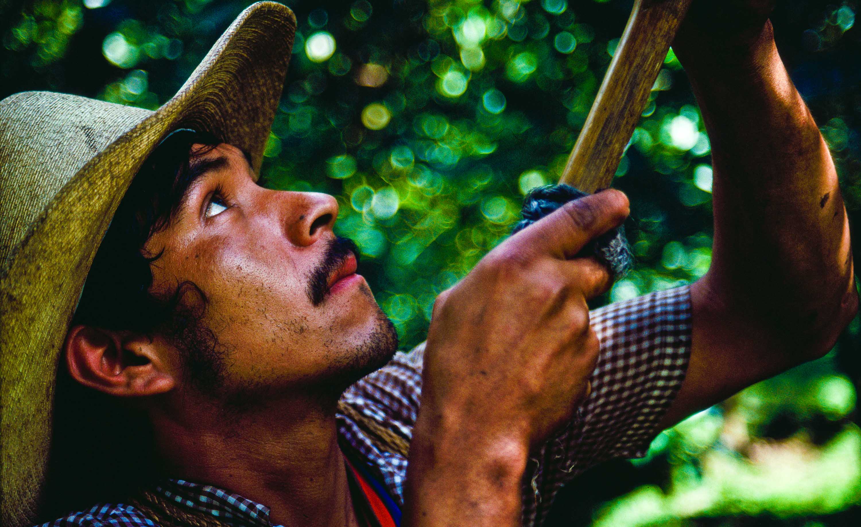 Farm worker picking avocados  : Jed Share : Born Free & Equal