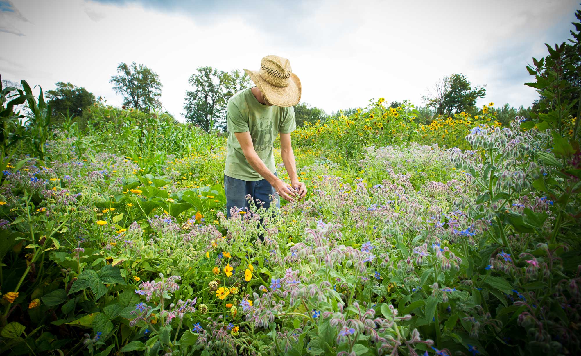 Sustainable farming near Seattle, Washington,  care and compassion for the land