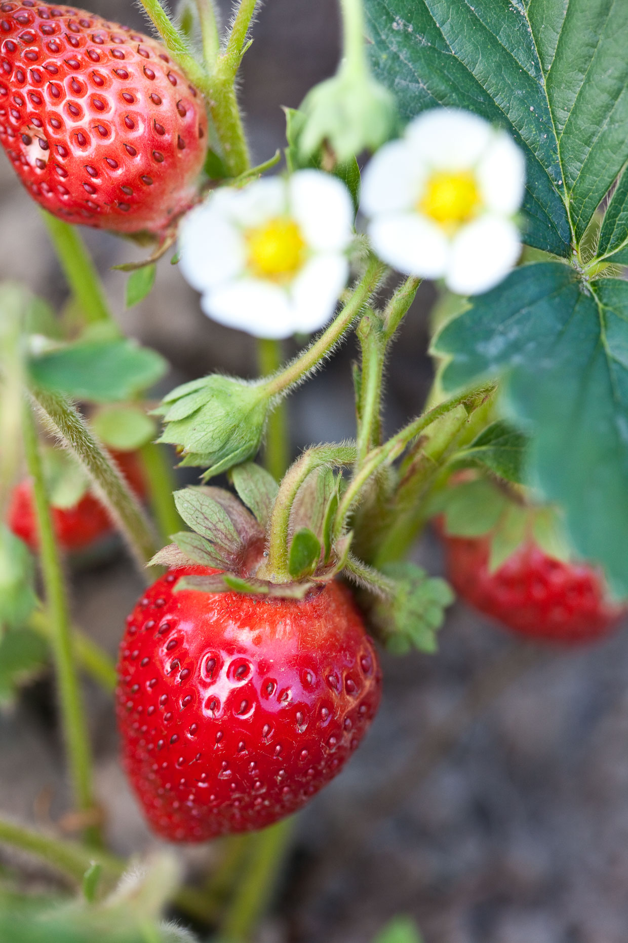 Strawberry farm : Washington