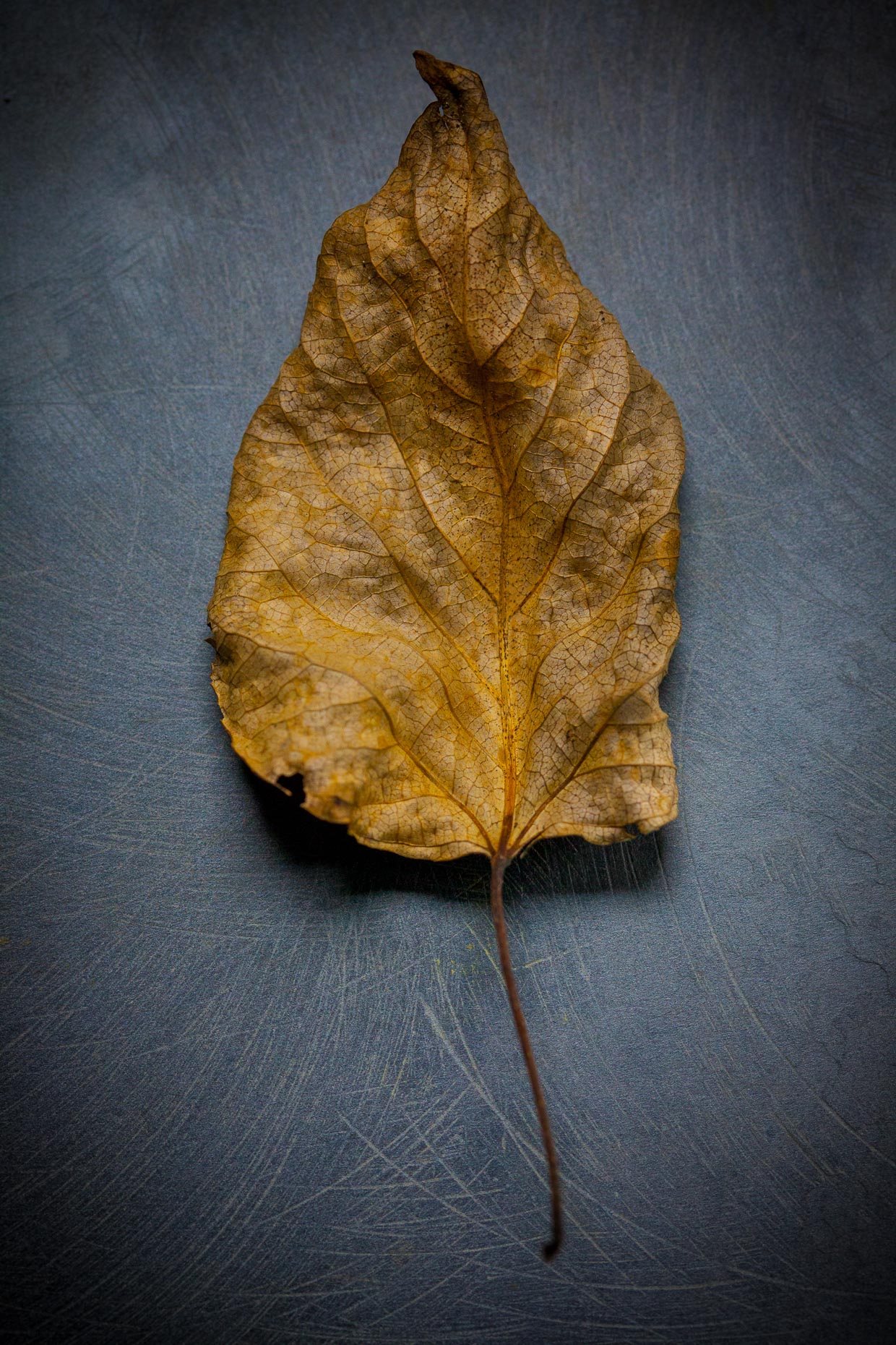 Beauty in the Details-a leaf-Seattle-7019