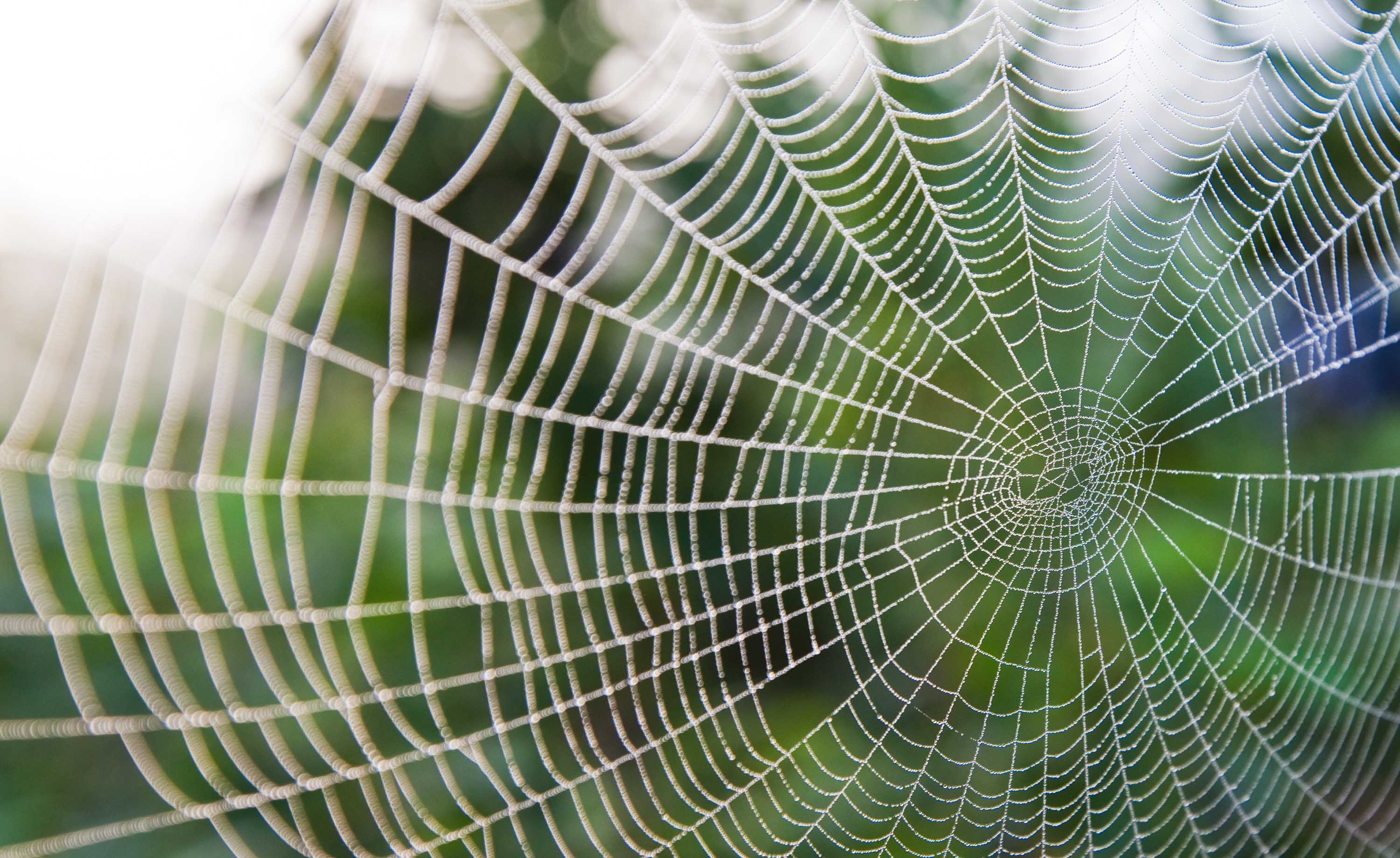 Interconnected web | agriculture and technology | Seattle